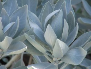 10 SALVIA APIANA White / Desert / Sacred Sage seeds
