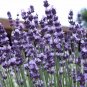Lavender Vera TRUE Lavandula angustifolia Heirloom Seed