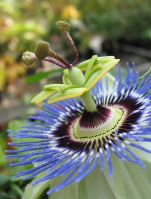 Passion Flower Blue - Passiflora Caerulea - 10 Seeds