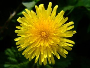 25 DANDELION medicinal flower seeds- Endive -HERB SEEDS