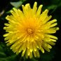 25 DANDELION medicinal flower seeds- Endive -HERB SEEDS