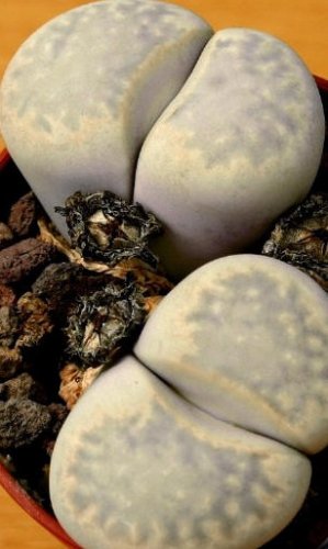 10 LITHOPS JULII Cactus Seeds LIVING STONES African