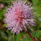 Mimosa Pudica (Sensitive Plant)- 100 seeds (moves when touched)