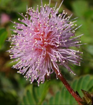 Mimosa Pudica (Sensitive Plant)- 100 seeds (moves when touched)