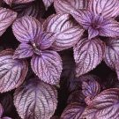300 RED SHISO SEEDS Asian Herb Perilla Frutescens