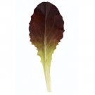 300 Red Romaine Lettuce Seed Lactuca Sativa Outredgeous
