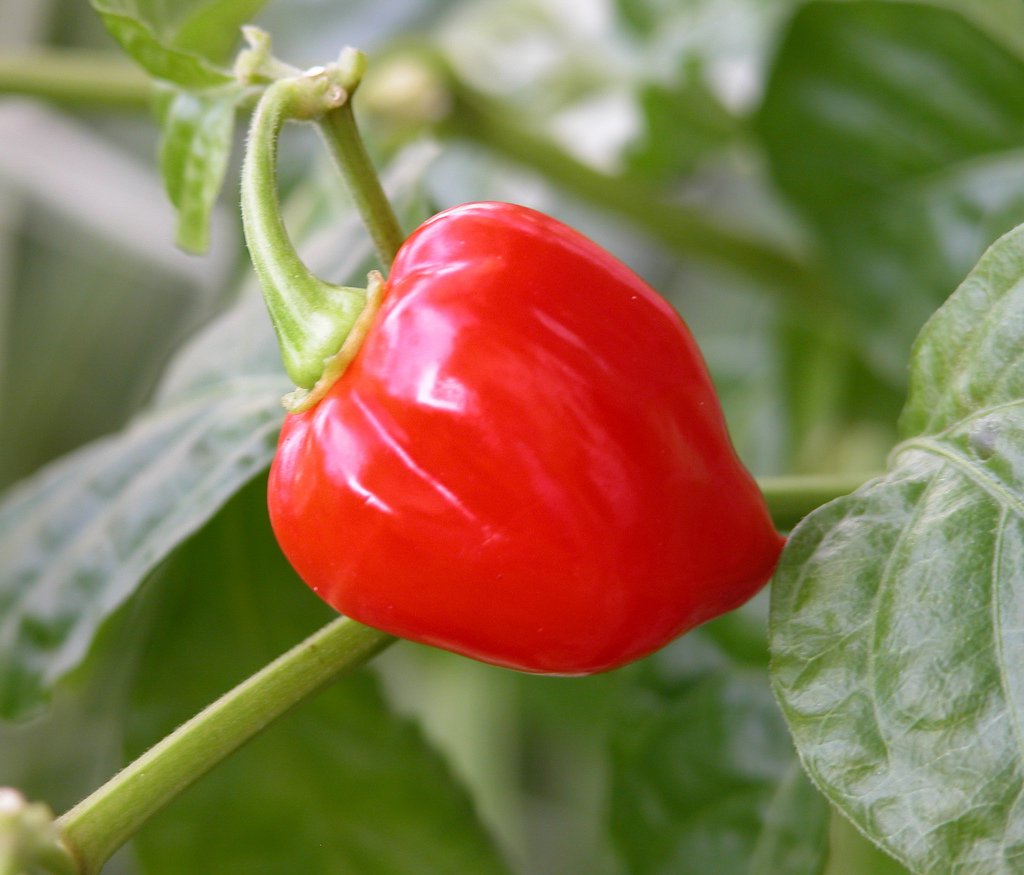 5 HOT RED SAVINA HABANERO HOT CHILE RED PEPPER SEEDS