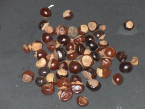 5 Whole GUARANA seeds - Paullinia Cupana seed