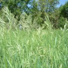 SWEET GRASS PURE SEEDS Heirochloe Odorata SACRED Plant