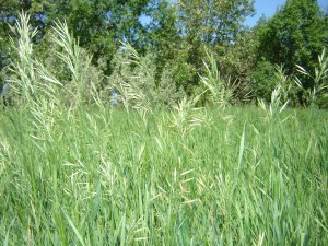 SWEET GRASS PURE SEEDS Heirochloe Odorata SACRED Plant