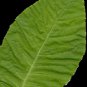 50 Narrow Madole Nicotiana TABACUM Tobacco Seeds