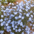 Blue Flax Flower 100 Seeds Linum Linacaea ~ Used for Linseed Oil