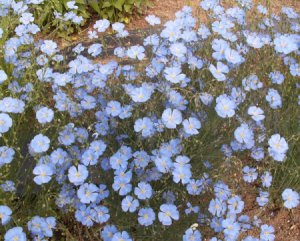 Blue Flax Flower 100 Seeds Linum Linacaea ~ Used for Linseed Oil