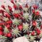 Echinocereus Coccineus Seeds Hedgehog Cactus 15 seeds
