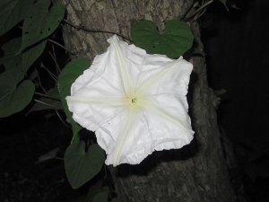 Ipomoea Alba	Morning Glory RARE WHITE VARIETY 5 Seeds MOONFLOWER