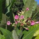 Nicotiana Tabacum 'Little Wood' (Little Wood Tobacco)- 500 seeds
