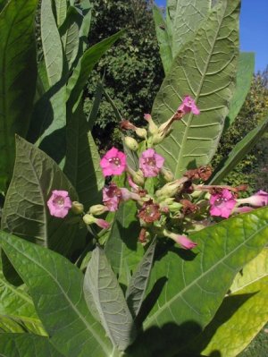 Nicotiana Tabacum 'Little Wood' (Little Wood Tobacco)- 500 seeds