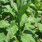 300 Nicotiana Tabacum - Lizard Tail Orinoco Seeds