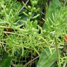 Salsaloa Komarovii ~ Land Seaweed (Saltwort)- Okahijiki 75 seeds