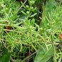 Salsaloa Komarovii ~ Land Seaweed (Saltwort)- Okahijiki 75 seeds