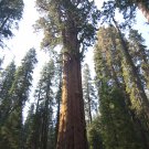 GIANT SEQUOIA TREE SEEDS- Sierra Redwood, Sequoiadendron