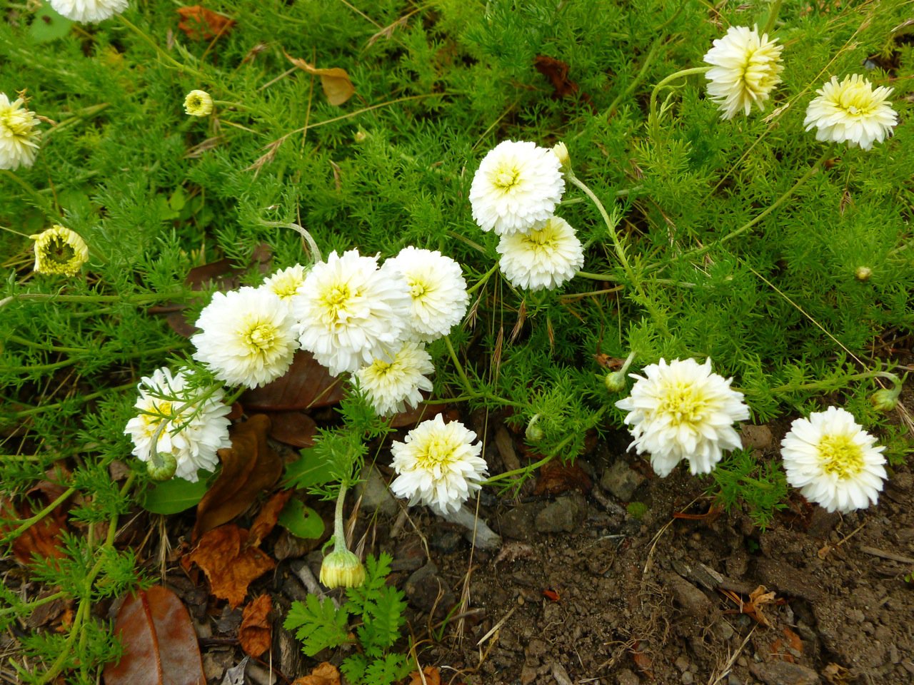 200 ROMAN CHAMOMILE SEEDS -Anthemis Nobilis TEA herb