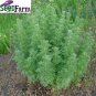 300 ABSINTHE HERB Artemisia Absinthium WORMWOOD seeds