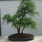 50 JAPANESE RED CEDAR TREE SEEDS Cryptomeria Japonica "Sugi" BONSAI