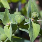 5 Euphorbia Lathyris Seeds (Mole Plant)