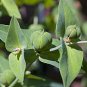5 Euphorbia Lathyris Seeds (Mole Plant)