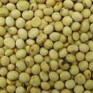 Glycine Max - Soy Bean Seeds- 25 Seed Pack!!