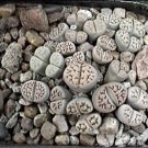 20 Mixed LITHOPS JULII Succulent Seeds LIVING STONES African