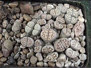 20 Mixed LITHOPS JULII Succulent Seeds LIVING STONES African