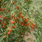 200 TIBETAN GOJI BERRY seeds Wolfberry **SUPERFRUIT** Lycium Chinense