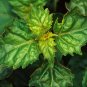 10 Patchouli Seeds (Pogostemon Cablin) Rare! Make your own perfume, or incense!