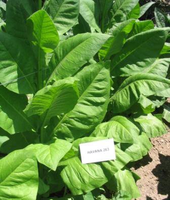 50 Havana 263 Nicotiana Tabacum (Cigar Binder Tobacco) Filler Blending Heirloom!