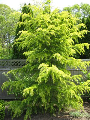 20 Cedrus Deodara Tree Seeds Himalayan Cedar (Deodar Cedar) Large Evergreen Grow