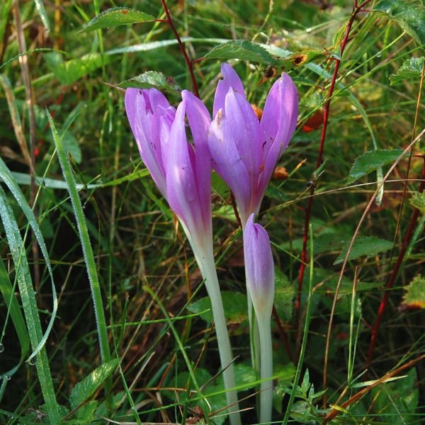 10 MEADOW SAFFRON Colchicum Autumnale AUTUMN CROCUS Seeds Colchicine Flower