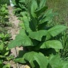 100 Gold Dollar TOBACCO Seeds Blends Rare Plant Nicotiana Tabacum Fresh PREMIUM!