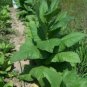 100 Gold Dollar TOBACCO Seeds Blends Rare Plant Nicotiana Tabacum Fresh PREMIUM!