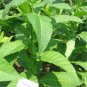 300 TOBACCO Nicotiana Tabacum 'PERIQUE' seeds