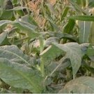 50 Banana Leaf (Nicotiana Tabacum) Cigar Binder Blending Tobacco Seeds