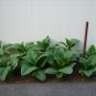 50 Barnett Special TOBACCO Seeds Rare Plant Nicotiana Tabacum Fresh Plug Filler