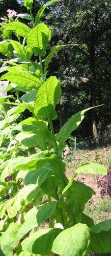 50 Dixie Shade TOBACCO seeds WRAPPER Rare Plant Cigar Filler Binder PREMIUM!!!!!