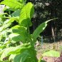 50 Dixie Shade TOBACCO seeds WRAPPER Rare Plant Cigar Filler Binder PREMIUM!!!!!