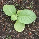 50 Green Brior Nicotiana Tabacum Seeds Tobacco Cigar Filler Blending Maryland