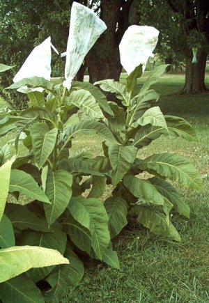 50 Hickory Pryor (Nicotiana Tabacum) Cigarette Blending Tobacco Seeds Flue Cured