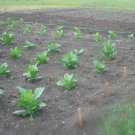 50 Lancaster Seed Leaf Seeds (Nicotiana Tabacum) Cigarette Tobacco Flue Cured!!!