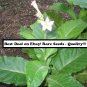 Nicotiana Tabacum 'KY5' (Kentucky Burley Type) Plug Tobacco, Cigarette and Pipe Blends