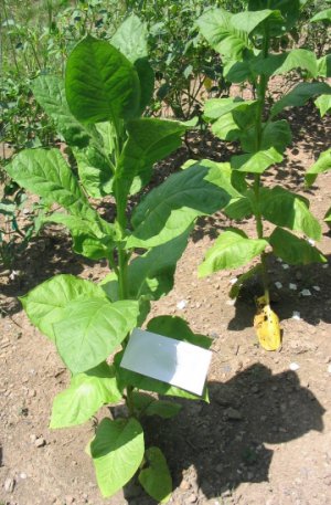 50 Samsun ~ TOBACCO Seeds Pipe Blends Turkish Type Plant Nicotiana Tabacum Fresh